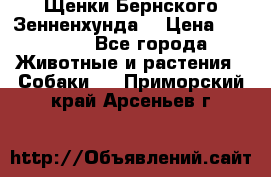 Щенки Бернского Зенненхунда  › Цена ­ 40 000 - Все города Животные и растения » Собаки   . Приморский край,Арсеньев г.
